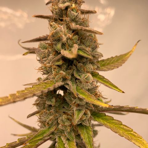 Titan F1 Auto growlog timeline photo