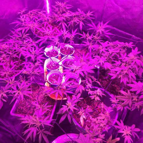 AK47 x4 Shebergan x2  growlog timeline photo
