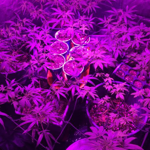 AK47 x4 Shebergan x2  growlog timeline photo
