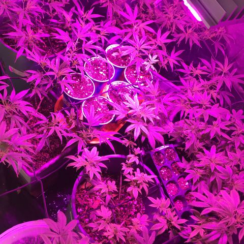 AK47 x4 Shebergan x2  growlog timeline photo