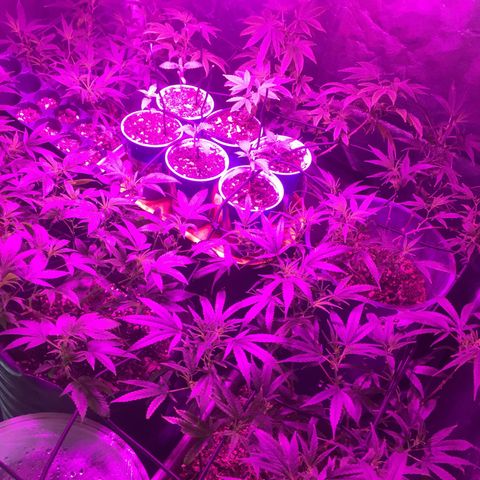 AK47 x4 Shebergan x2  growlog photo: Ya todas podadas (apical, FIM) y carpa reacomodada