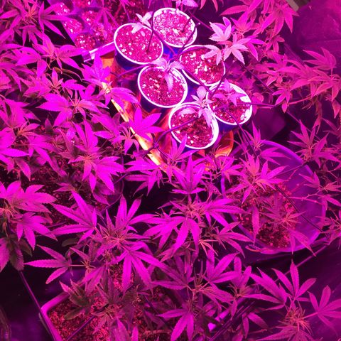 AK47 x4 Shebergan x2  growlog timeline photo