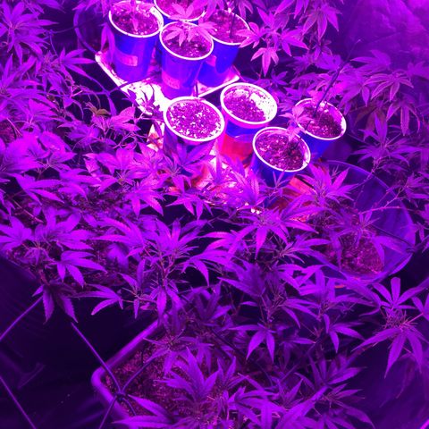 AK47 x4 Shebergan x2  growlog timeline photo