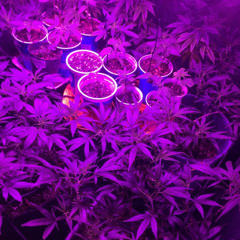 AK47 x4 Shebergan x2  growlog timeline photo