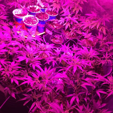 AK47 x4 Shebergan x2  growlog timeline photo