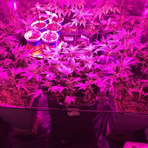 AK47 x4 Shebergan x2  growlog timeline photo