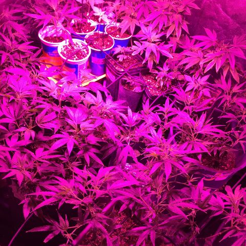 AK47 x4 Shebergan x2  growlog timeline photo