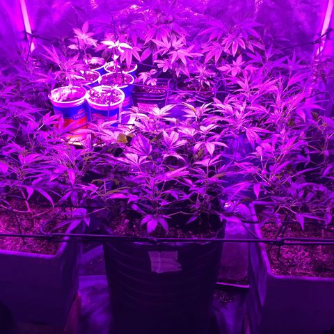 AK47 x4 Shebergan x2  growlog timeline photo