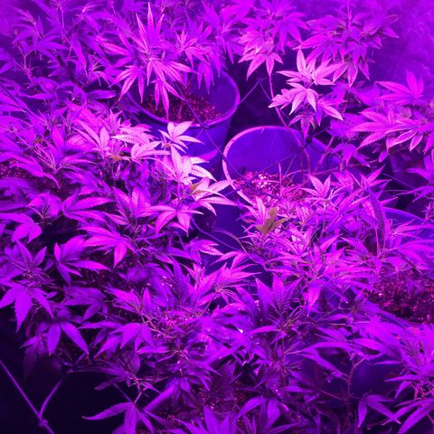 AK47 x4 Shebergan x2  growlog timeline photo