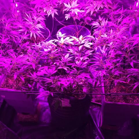AK47 x4 Shebergan x2  growlog timeline photo