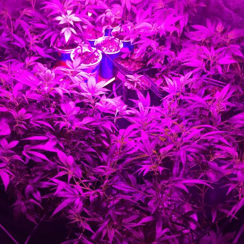 AK47 x4 Shebergan x2  growlog timeline photo