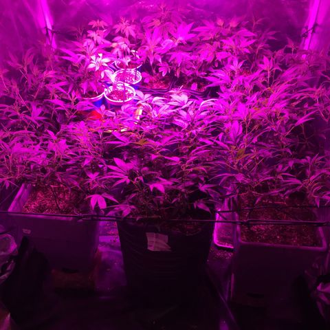 AK47 x4 Shebergan x2  growlog timeline photo