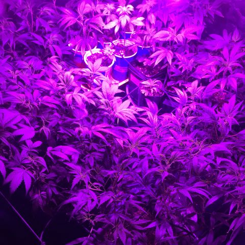 AK47 x4 Shebergan x2  growlog timeline photo