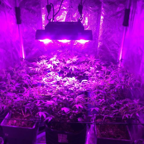 AK47 x4 Shebergan x2  growlog timeline photo