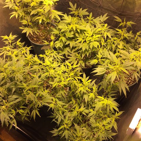 AK47 x4 Shebergan x2  growlog timeline photo