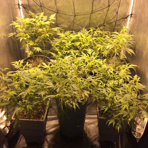 AK47 x4 Shebergan x2  growlog timeline photo