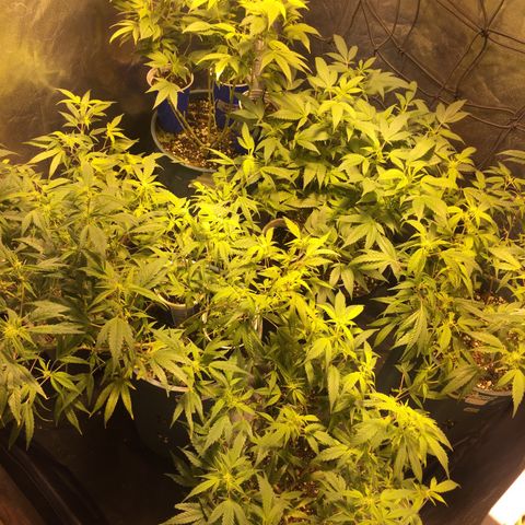 AK47 x4 Shebergan x2  growlog timeline photo