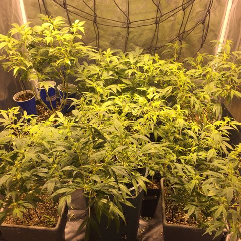AK47 x4 Shebergan x2  growlog timeline photo