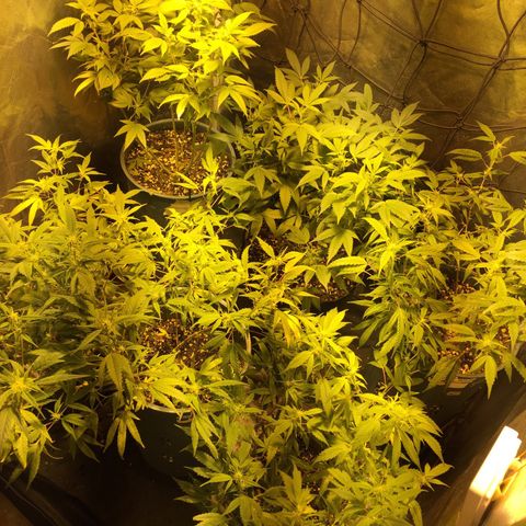 AK47 x4 Shebergan x2  growlog timeline photo