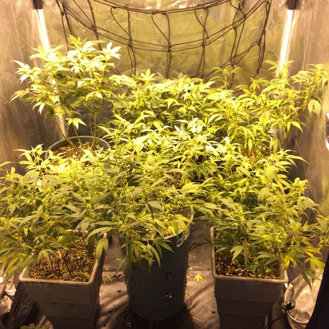 AK47 x4 Shebergan x2  growlog timeline photo