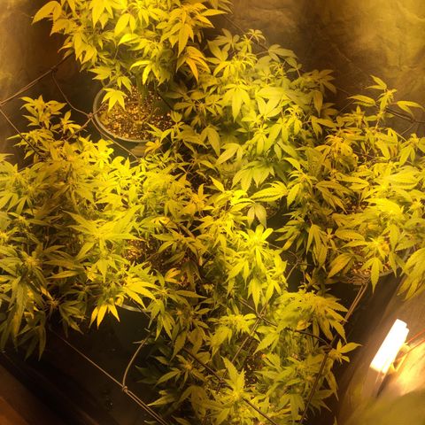 AK47 x4 Shebergan x2  growlog timeline photo