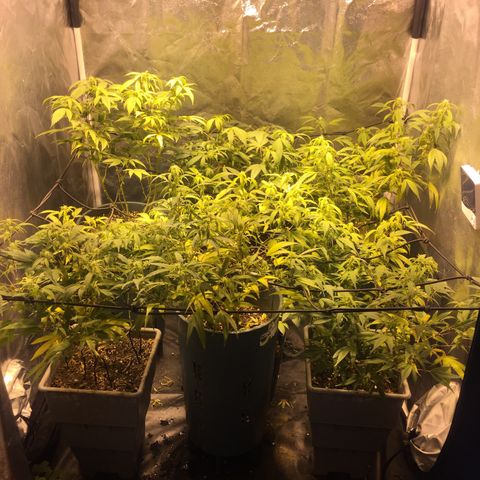 AK47 x4 Shebergan x2  growlog timeline photo