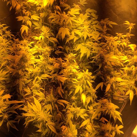 AK47 x4 Shebergan x2  growlog timeline photo