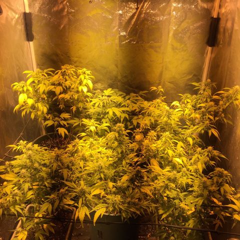 AK47 x4 Shebergan x2  growlog timeline photo