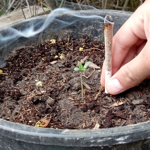 Hulk growlog timeline photo