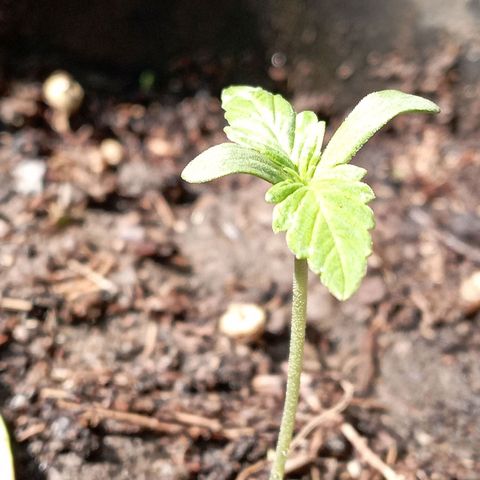 Hulk growlog timeline photo