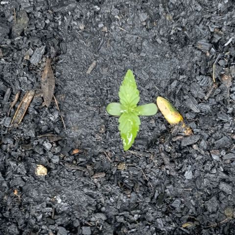 Hulk growlog timeline photo