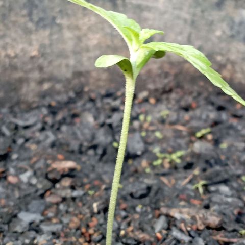 Hulk growlog timeline photo