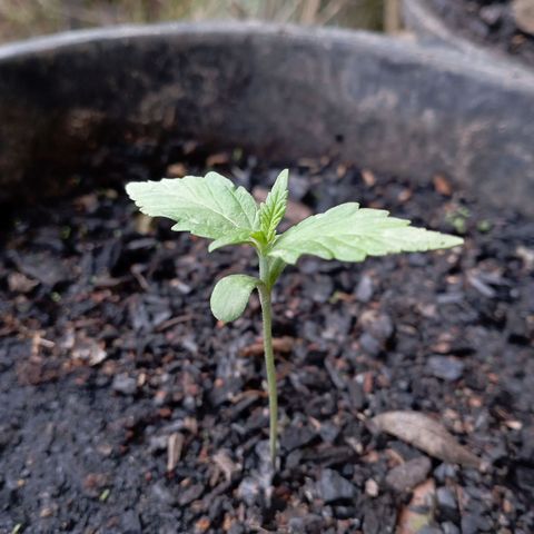 Hulk growlog timeline photo