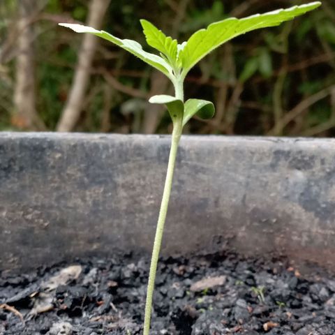 Hulk growlog timeline photo