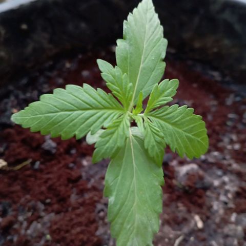 Hulk growlog timeline photo