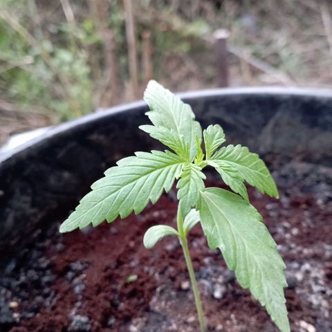 Hulk growlog timeline photo