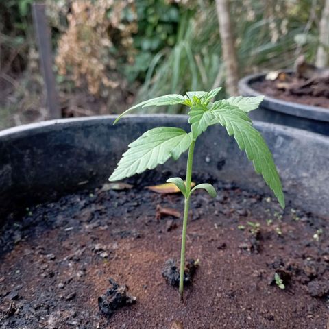 Hulk growlog timeline photo