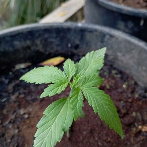 Hulk growlog timeline photo