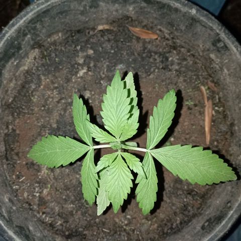 Hulk growlog timeline photo