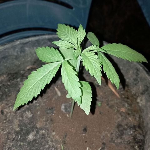 Hulk growlog timeline photo