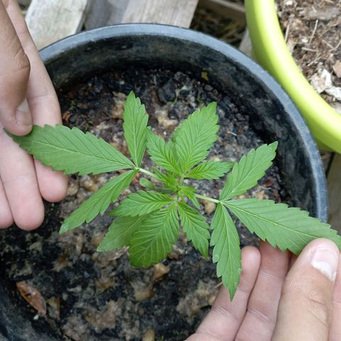 Hulk growlog timeline photo