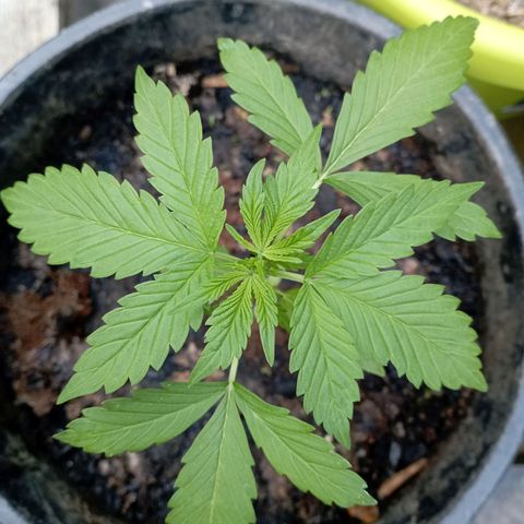 Hulk growlog timeline photo