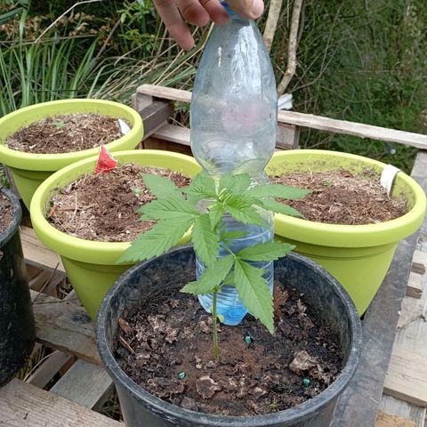 Hulk growlog timeline photo