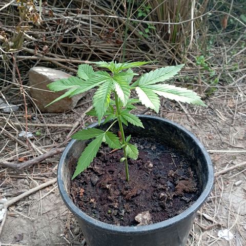 Hulk growlog timeline photo