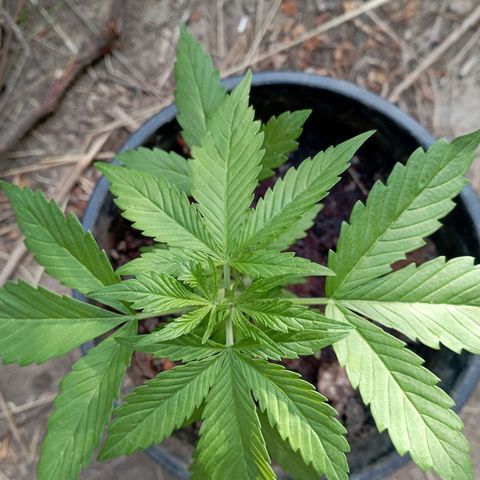 Hulk growlog timeline photo