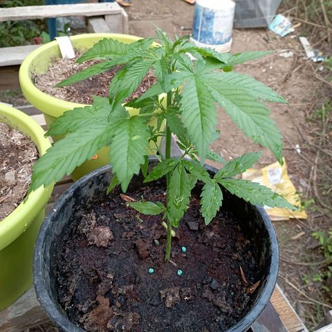 Hulk growlog timeline photo