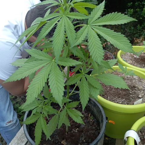 Hulk growlog timeline photo