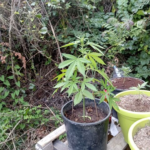 Hulk growlog timeline photo