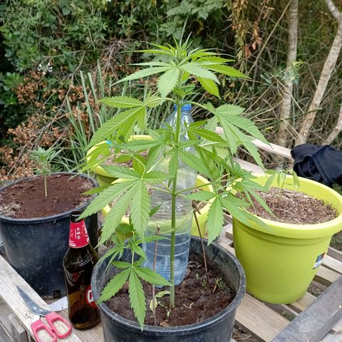 Hulk growlog timeline photo