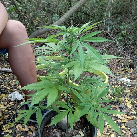 Hulk growlog timeline photo